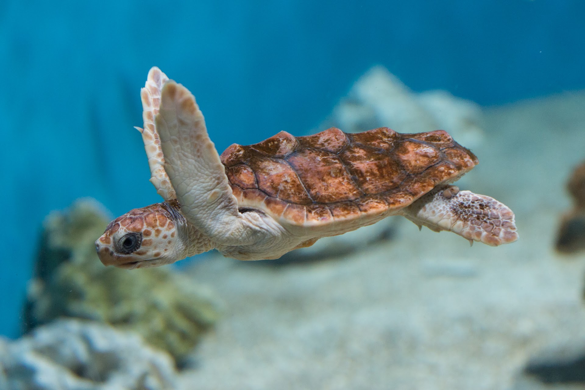 Torty