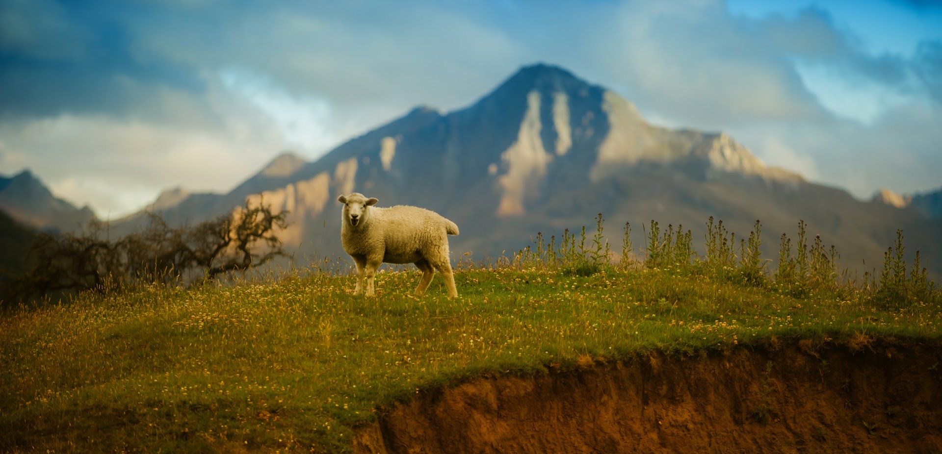 sheep