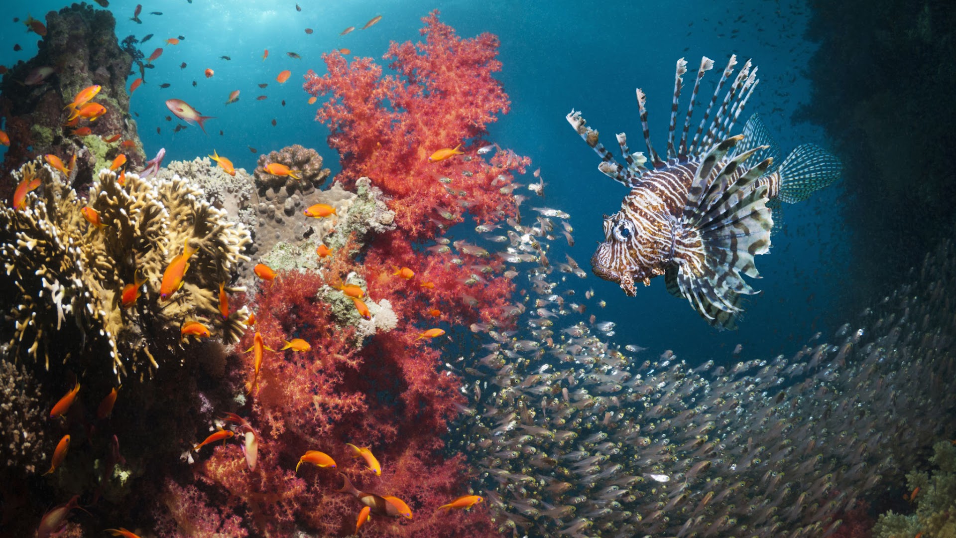 sea image