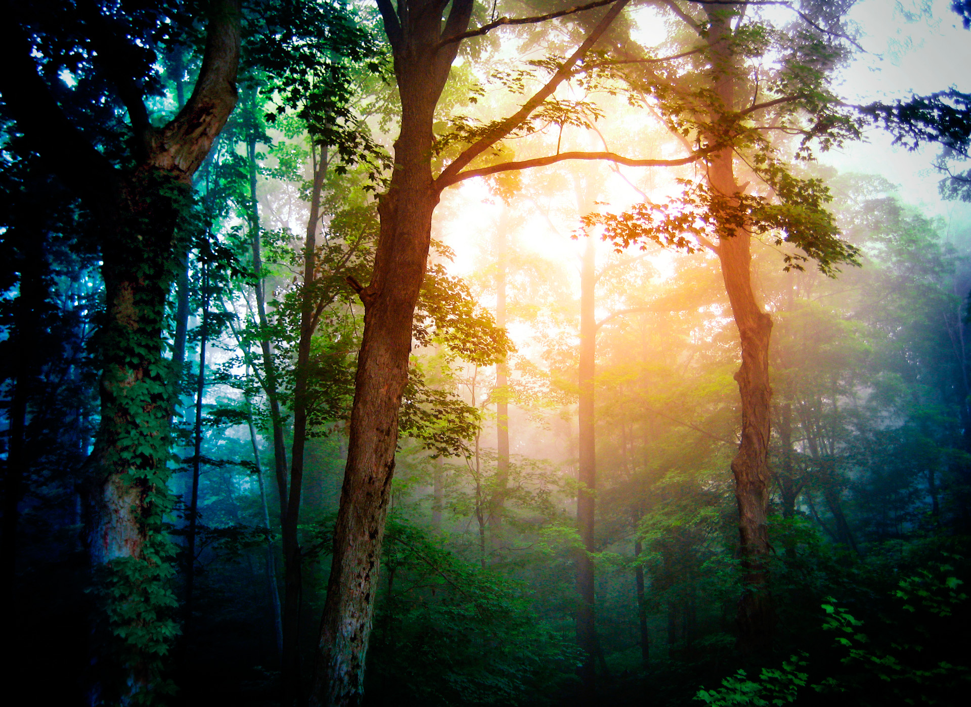 Trees
